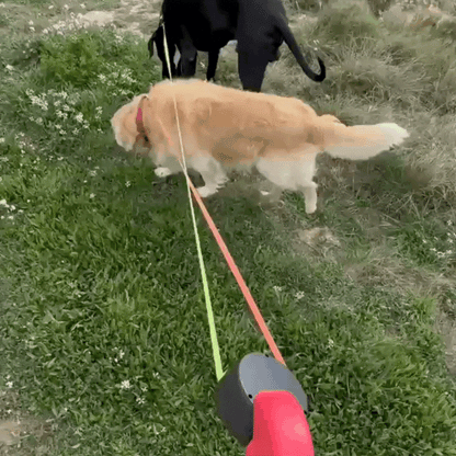 Bordeaux Duo | Laisse double pour chien 3 en 1 avec rotation 360°