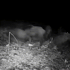 Outdoor Wildlife Trail Camera with Night Vision