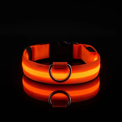 Collier LED pour chien - Visibilité Nocturne
