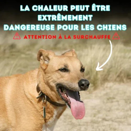 Gilet rafraîchissant pour chien - Rondor