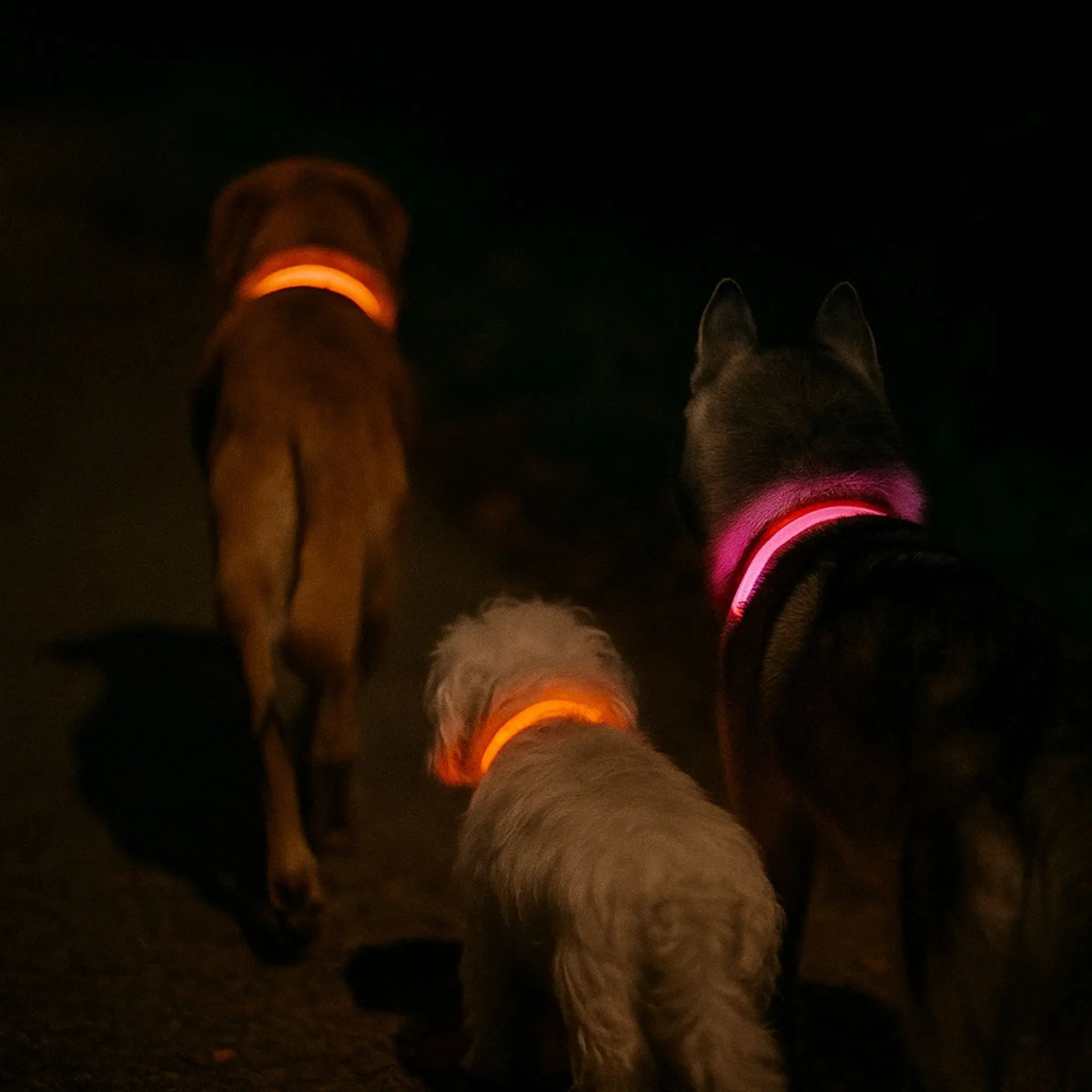 Collier LED pour chien - Visibilité Nocturne