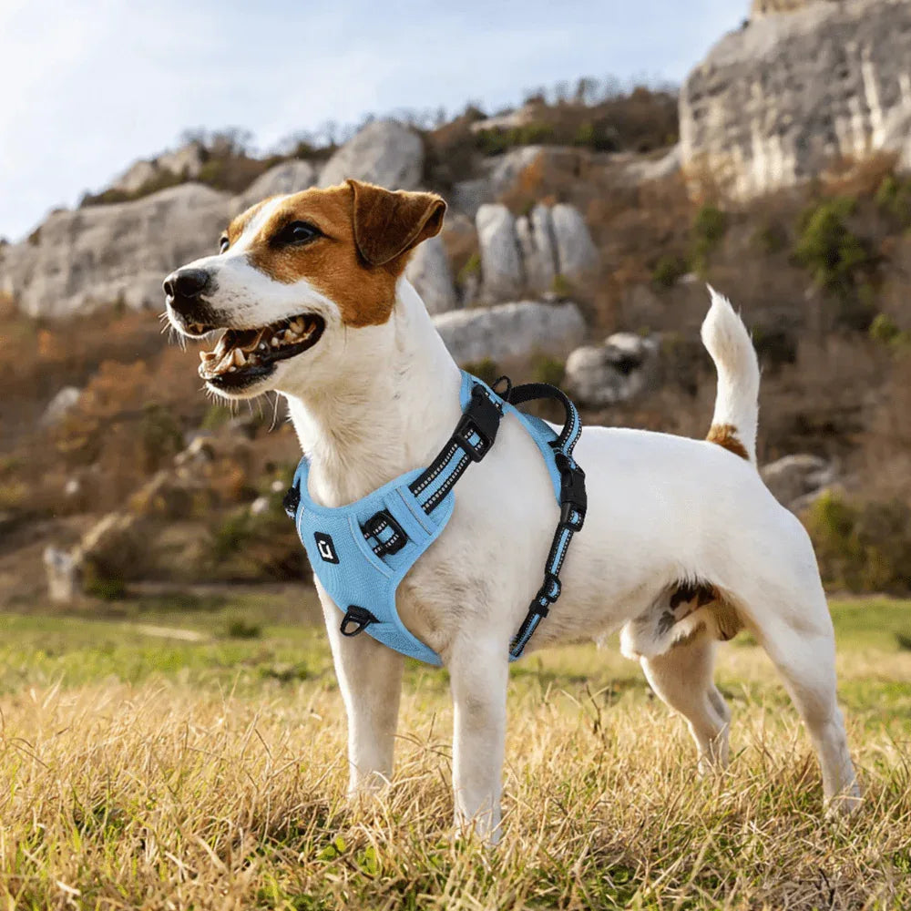 Harnais chien anti - fuite réglable + laisse 1,5 m réfléchissante - Rondor
