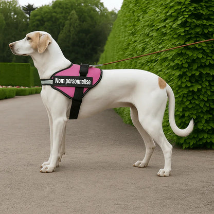 Harnais chien nom personnalisé – réglable et anti - étranglement - Rondor