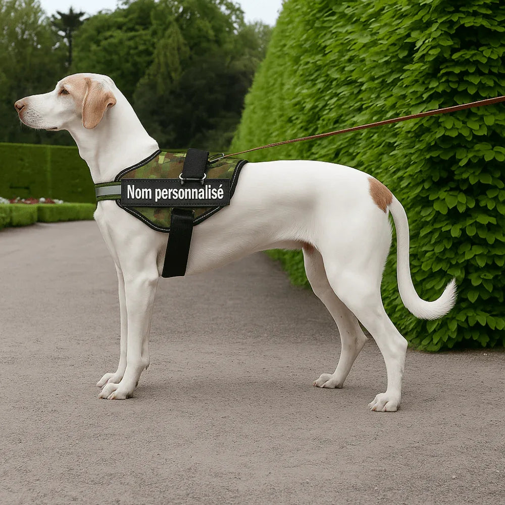 Harnais chien nom personnalisé – réglable et anti - étranglement - Rondor