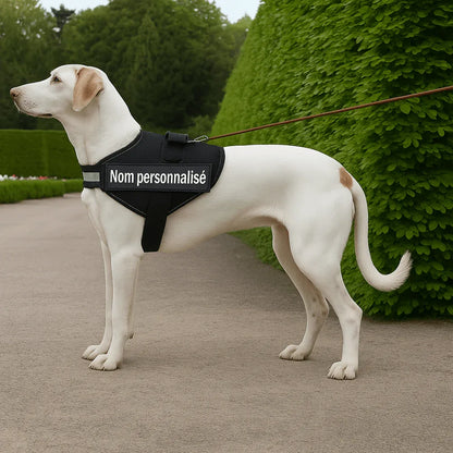 Harnais chien nom personnalisé – réglable et anti - étranglement - Rondor