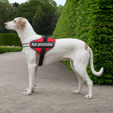 Harnais chien nom personnalisé – réglable et anti - étranglement - Rondor