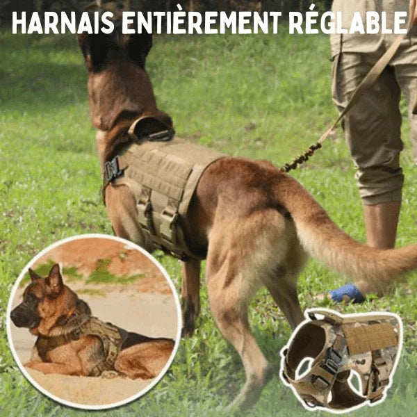 JuJuHarnDress™ Harnais chien idéal pour des promenades sûres et confortables - Rondor