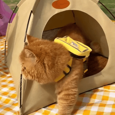 Tente rafraîchissante pour chats haut de gamme